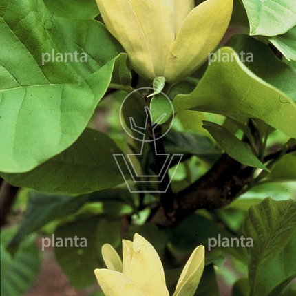 Magnolia brookl. 'Yellow Bird'