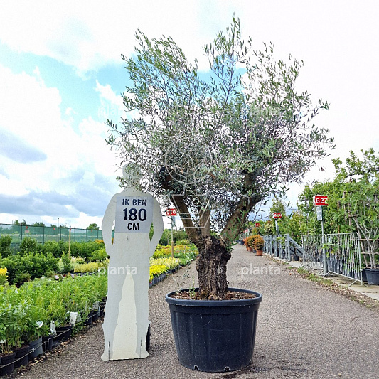 halfstamboom, toscanavorm, stamomtrek 50-60 cm, in pot