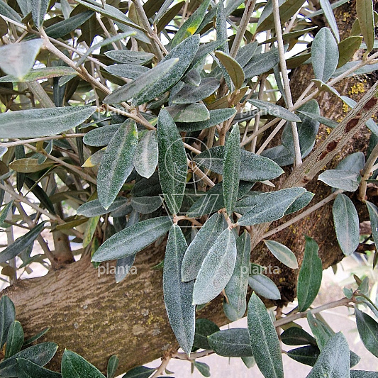 halfstamboom, toscanavorm, stamomtrek 50-60 cm, in pot