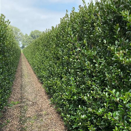 Quick Hedge Haagelement 100cm lang x 200cm hoog