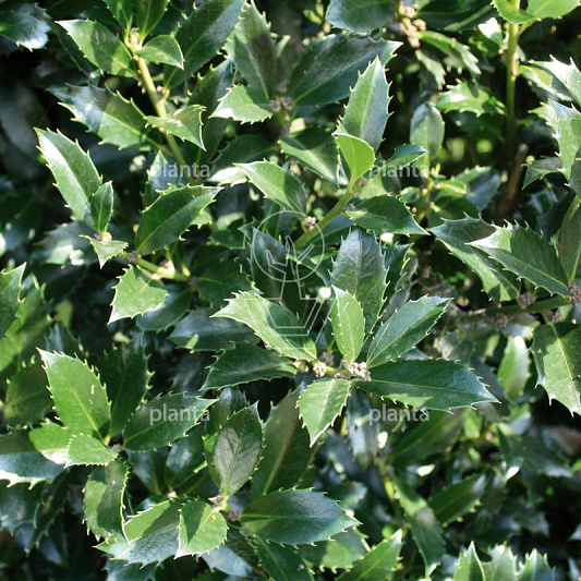 Quick Hedge Haagelement 100cm lang x 120cm hoog