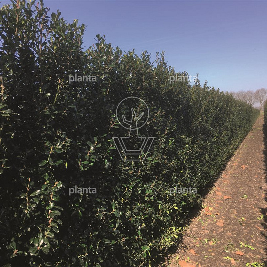 Quick Hedge Haagelement 100cm lang x 120cm hoog