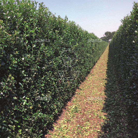 Quick Hedge Haagelement 100cm lang x 120cm hoog