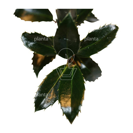 Quick Hedge Haagelement 100cm lang x 120cm hoog