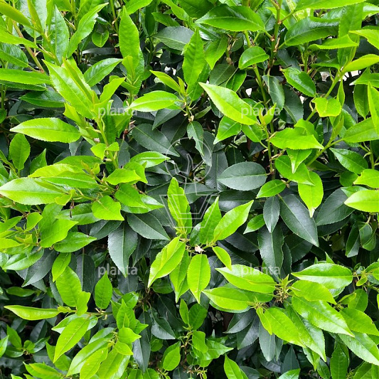 Quick Hedge Haagelement 100cm lang x 120cm hoog