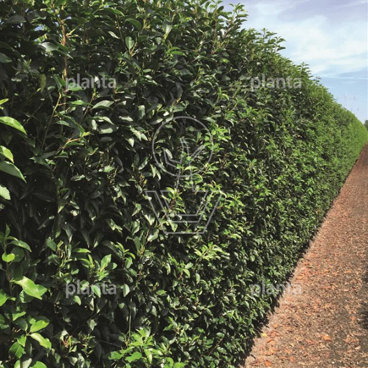 Quick Hedge Haagelement 100cm lang x 200cm hoog