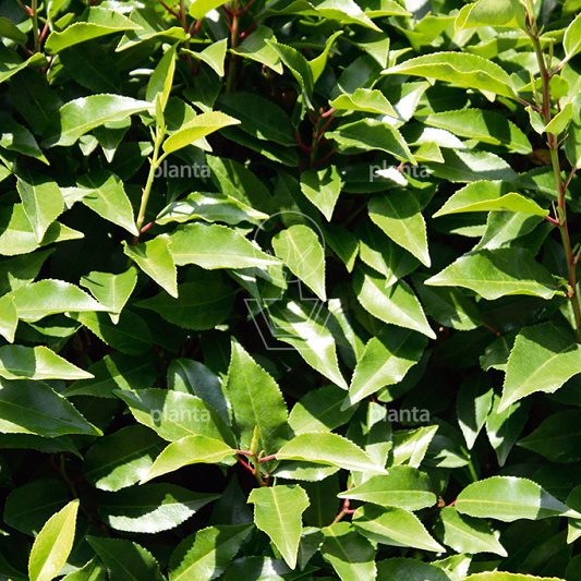 Quick Hedge Haagelement 100cm lang x 200cm hoog