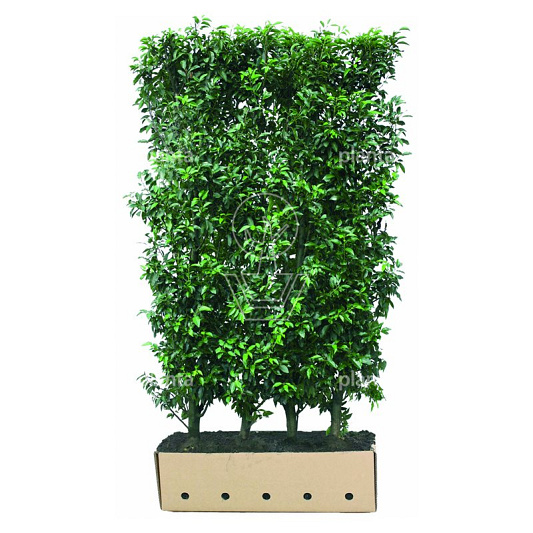 Quick Hedge Haagelement 100cm lang x 200cm hoog