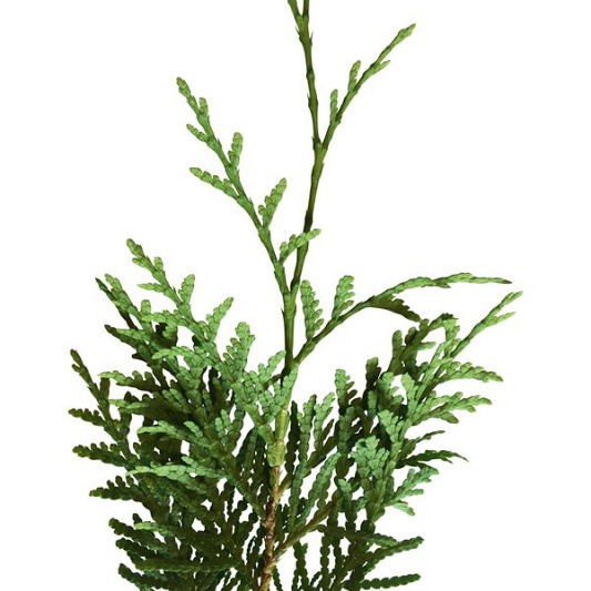 Quick Hedge Haagelement 100cm lang x 200cm hoog