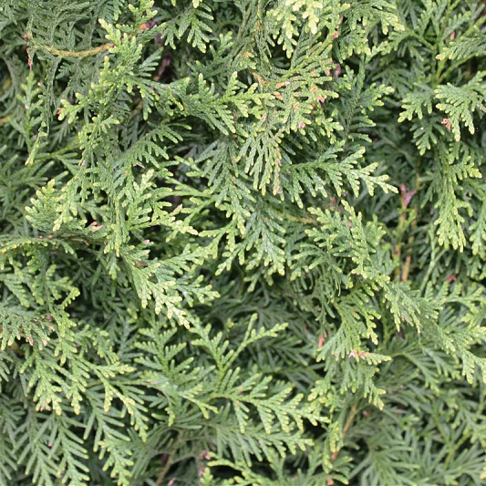 Quick Hedge Haagelement 100cm lang x 200cm hoog