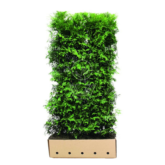 Quick Hedge Haagelement 100cm lang x 200cm hoog