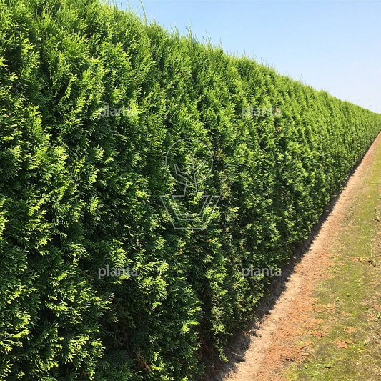 Quick Hedge Haagelement 100cm lang x 200cm hoog