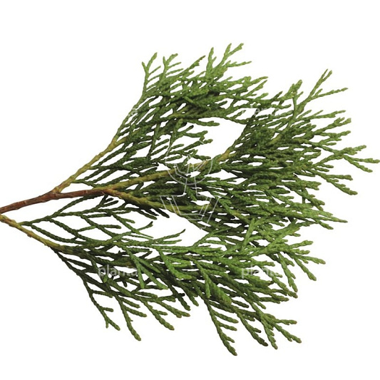 Quick Hedge Haagelement 100cm lang x 200cm hoog