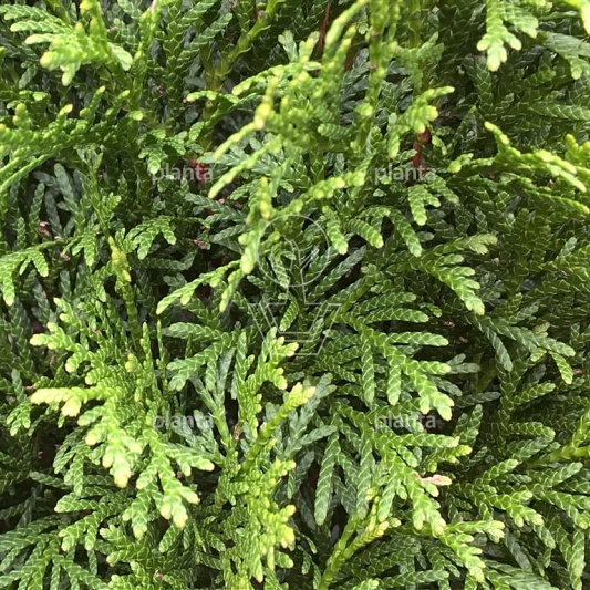Quick Hedge Haagelement 100cm lang x 200cm hoog