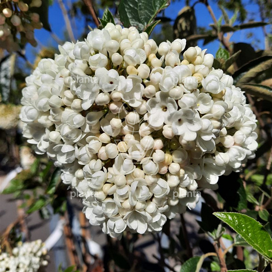 30 tot 40 cm hoog, pot 5 liter