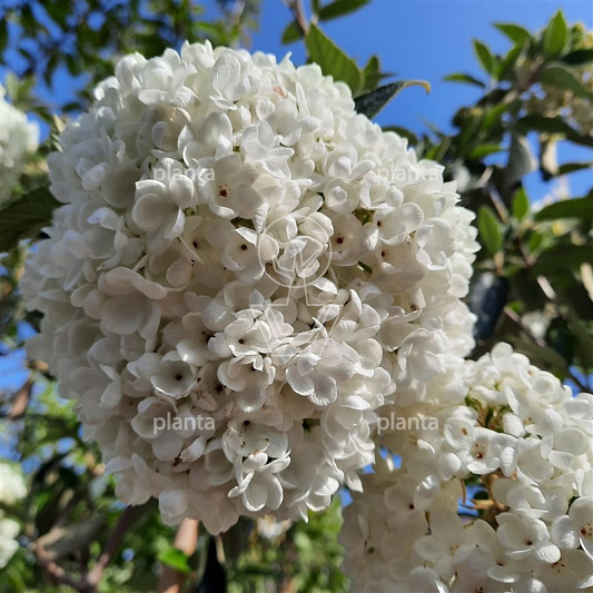 30 tot 40 cm hoog, pot 5 liter