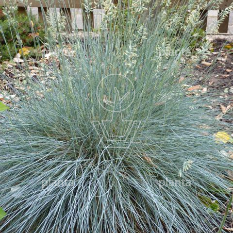 Festuca glauca 'Intense Blue'
