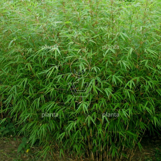 125 tot 150 cm hoog, pot 15 liter
