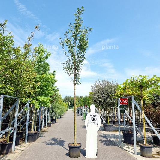 hoogstamboom, stamomtrek 14-16 cm, in pot