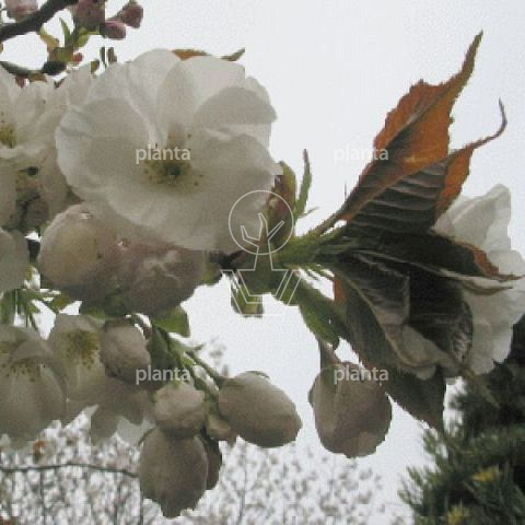 Prunus serrulata 'Shirotae'