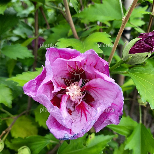 Hibiscus sinensis 'Flower Tower Purple'