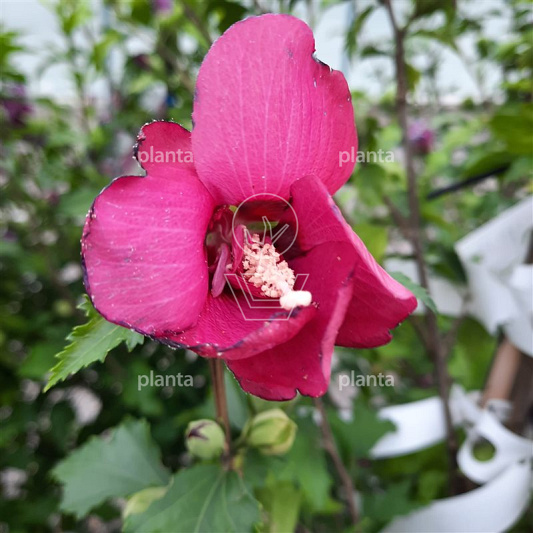 Hibiscus sinensis 'Flower Tower Red'