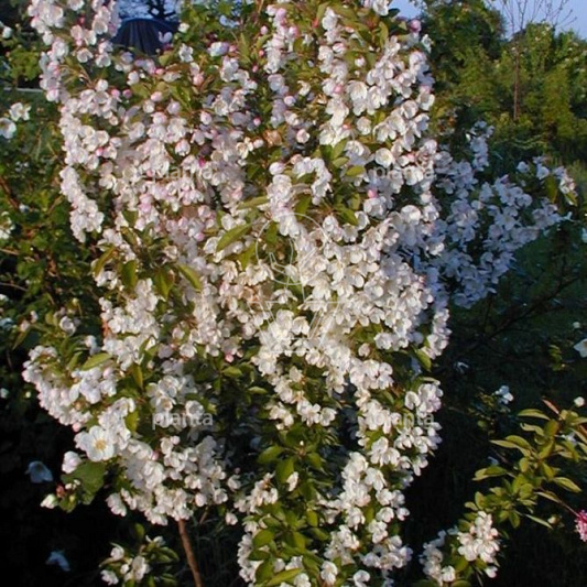 Malus 'Adirondack'