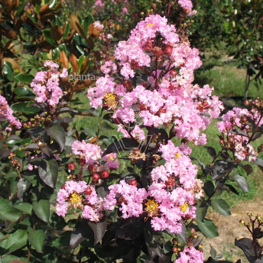 Lagerstroemia 'Rhapsody in Pink'