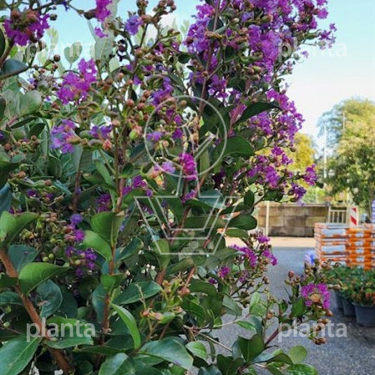 Lagerstroemia indica 'Purple Star'