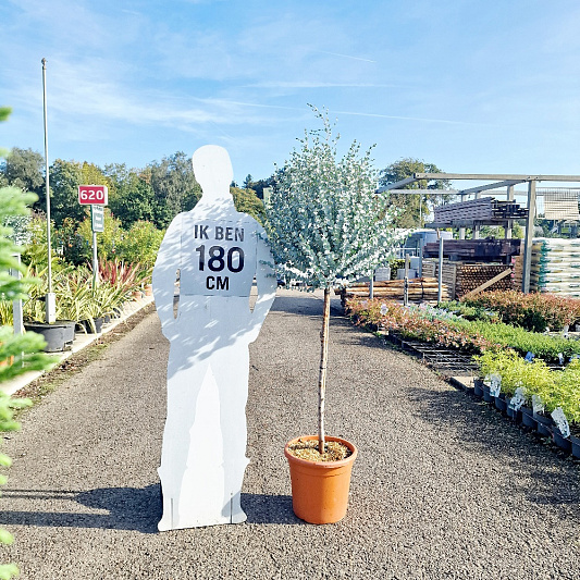 halfstamboom, pot 18 liter