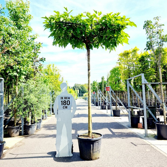 hoogstam dakboom, stamomtrek 18-20cm, rek 150x150cm, in pot