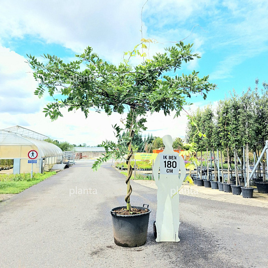 dakboom, 170 stam in pot