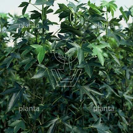 Liquidambar s. 'Paarl'