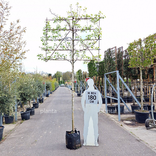 hoogstam leiboom, stamomtrek 14-16 cm, rek 150x120cm, in pot