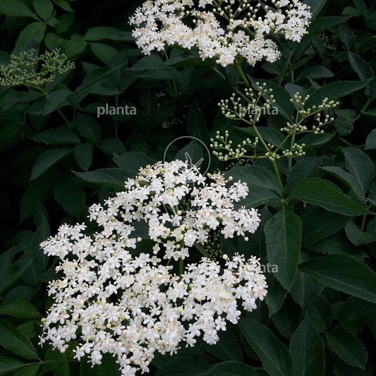 Sambucus nigra