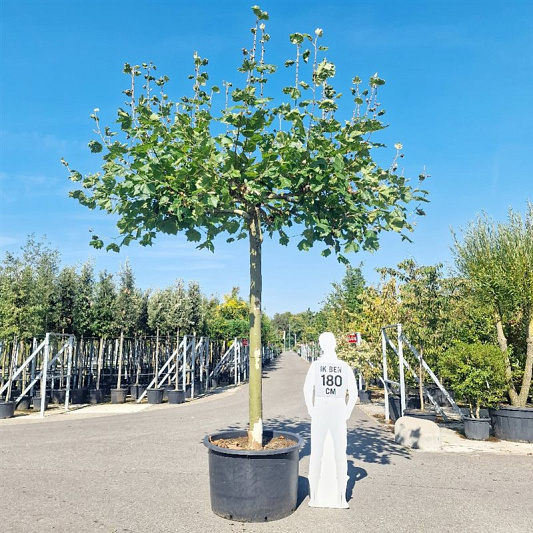 Dakboom, stamomtr 50-60cm, in pot, stamhoogte 275cm