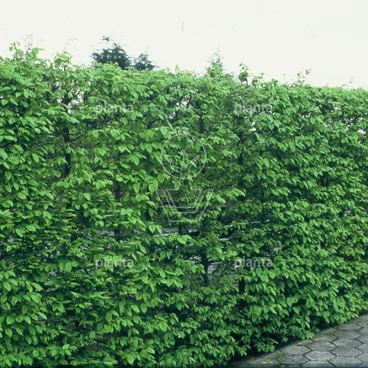 Meeneemhaag 100cm lang x 100 tot 125cm hoog