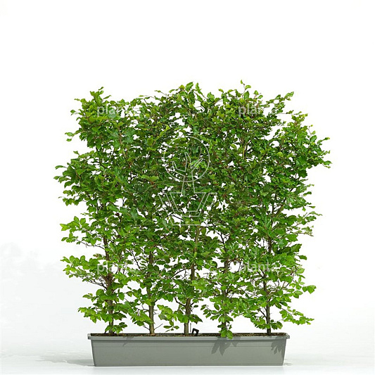 Meeneemhaag 100cm lang x 100 tot 125cm hoog