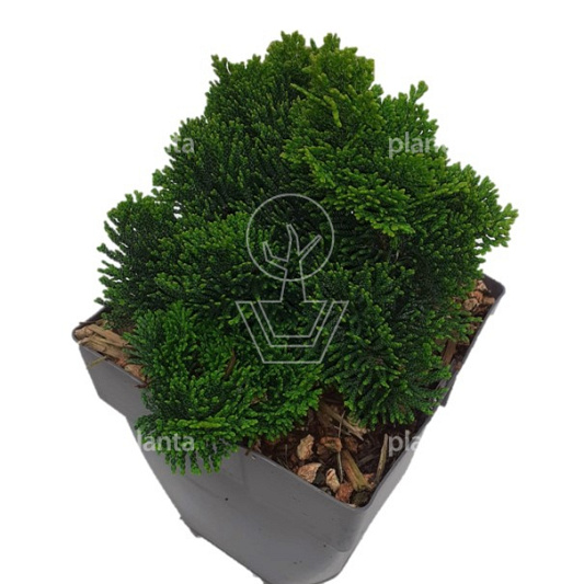20 tot 25 cm hoog, pot 2 liter