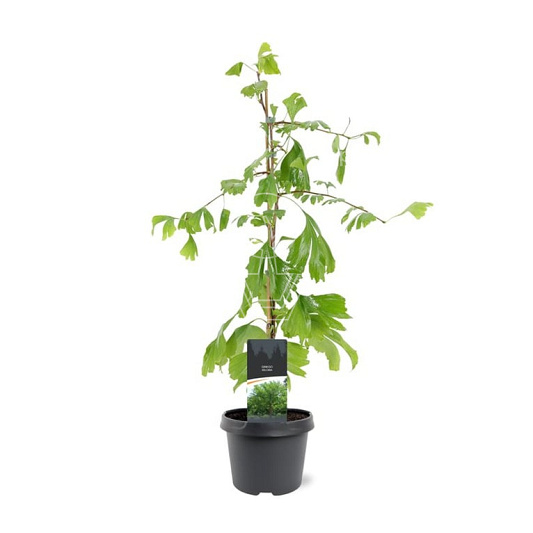 50 tot 60 cm hoog, pot 3 liter