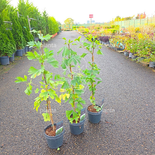 50 tot 60 cm hoog, pot 3 liter