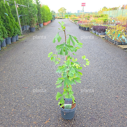 50 tot 60 cm hoog, pot 3 liter