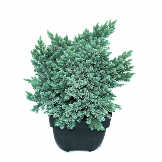 25 tot 30 cm hoog, pot 2 liter