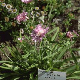 Stokesia laevis