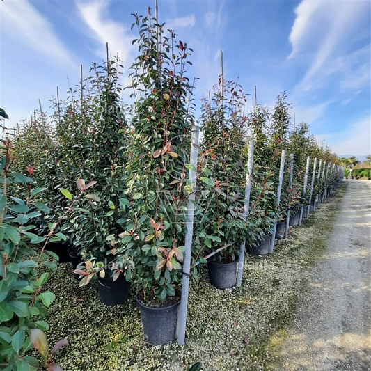 Photinia fraseri 'Red Robin' Photinia fraseri 'Red Robin' 250-300, C50
