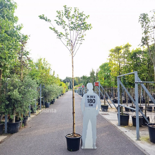 hoogstamboom, stamomtrek 8-10 cm, in pot