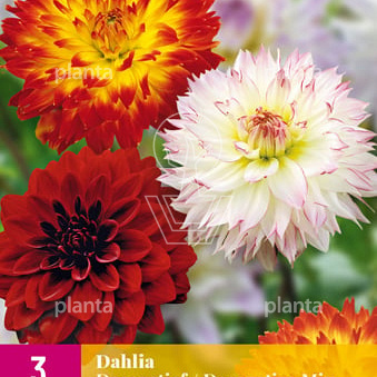 Dahlia 'Decroratief Mix'