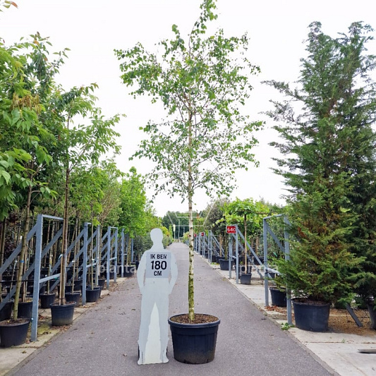 hoogstamboom, stamomtrek 18-20 cm, in pot