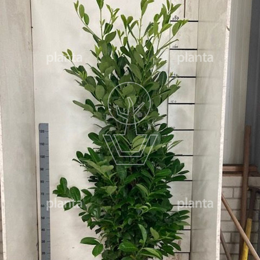 175 tot 200 cm hoog, pot 15 liter