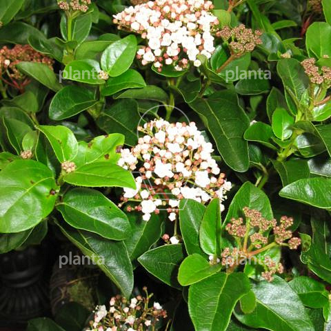 30 tot 40 cm hoog, pot 3 liter